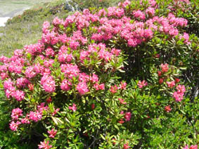 Rhododendron ferrugineum